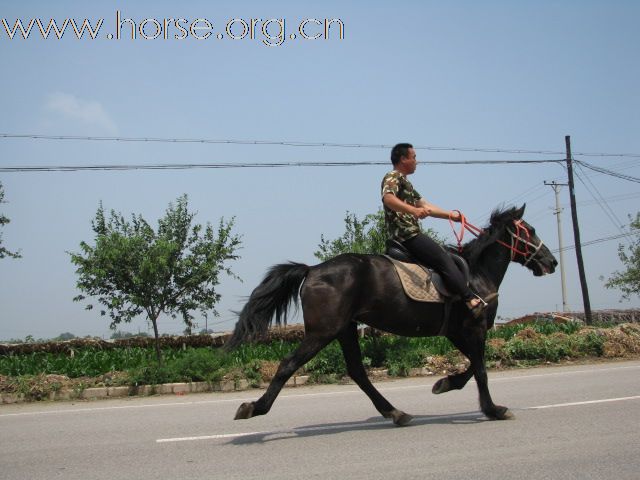 黑白两道，走马颠马