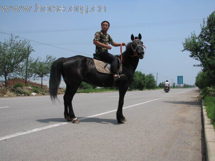 黑白两道，走马颠马