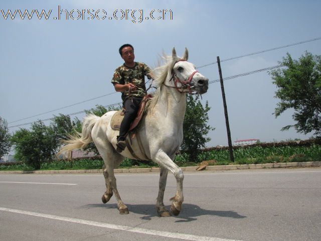 黑白两道，走马颠马