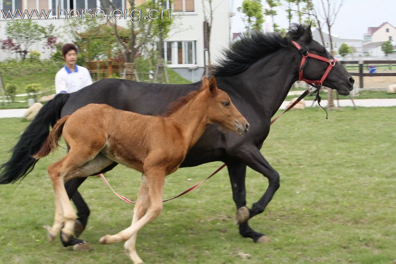 上海有刚出生的小马出售