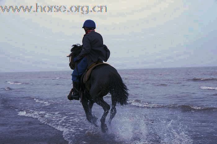 马主活动：启东黄金海滩骑马AND泳骑