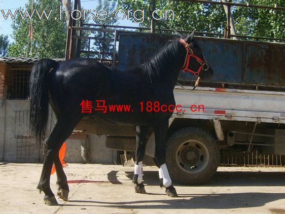 【漂亮的黑色半血马驹】【京津冀包运送】