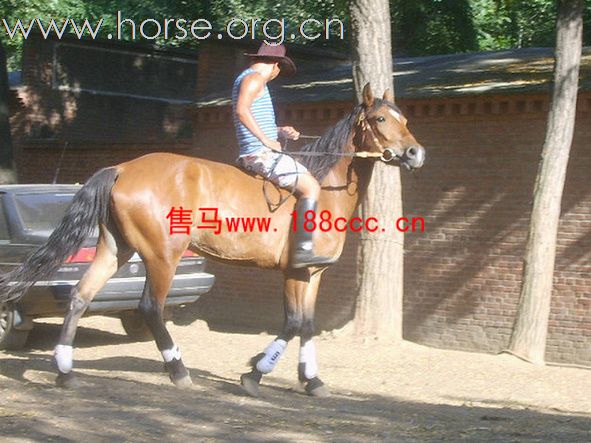 【漂亮的黑色半血马驹】【京津冀包运送】