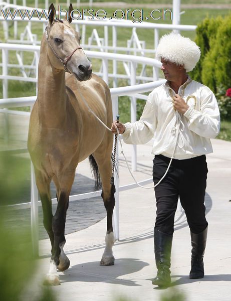 “汗血寶馬”風采