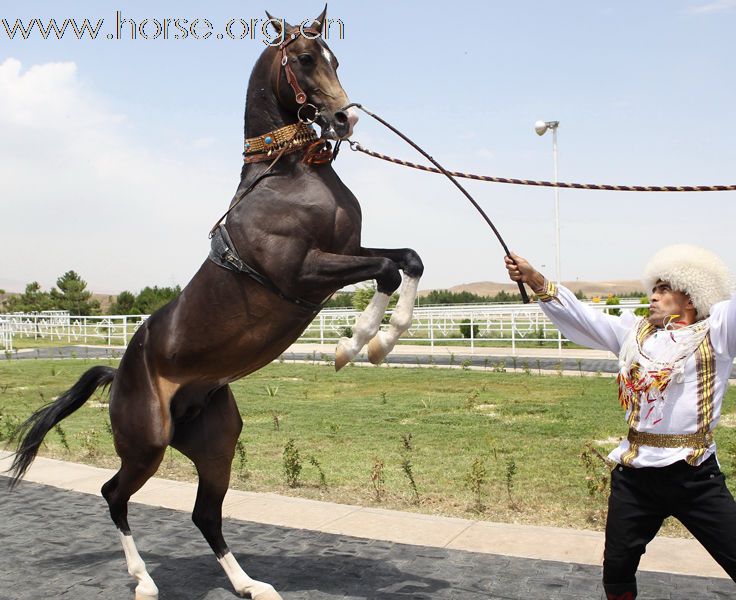 “汗血寶馬”風采