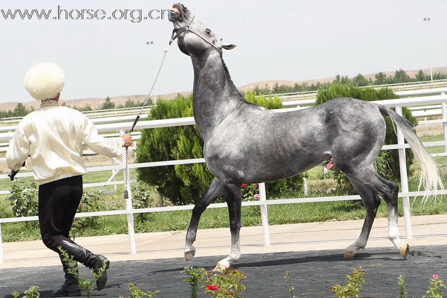 “汗血寶馬”風采