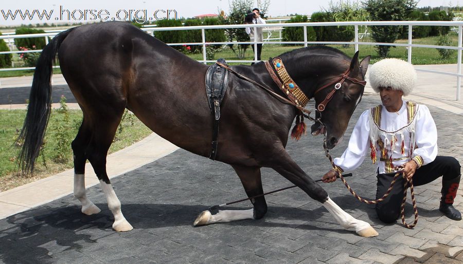 “汗血寶馬”風采