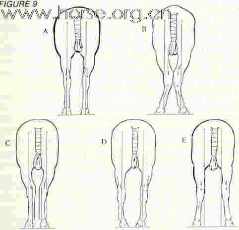 如何从外形识别好马？相马术vs外形分析