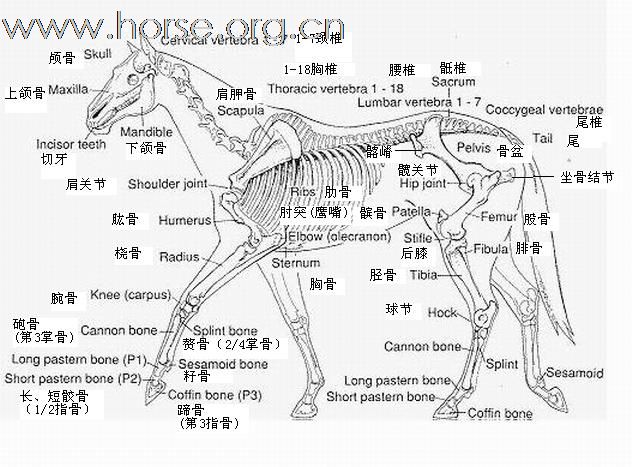 第五节  外形分析基本参数