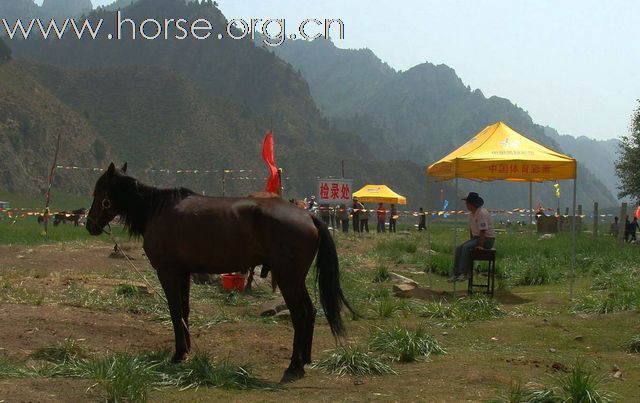 参观天祝藏族自治县赛马会