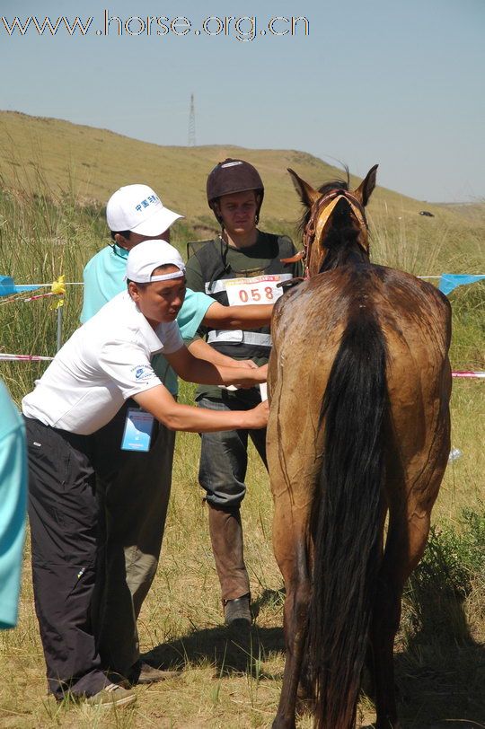 2010锡林郭勒国际马术耐力赛—激烈的赛道