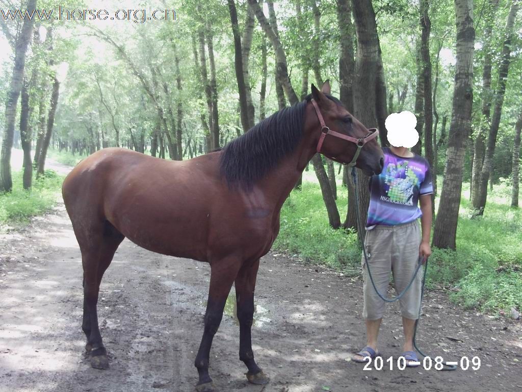 马中赤兔