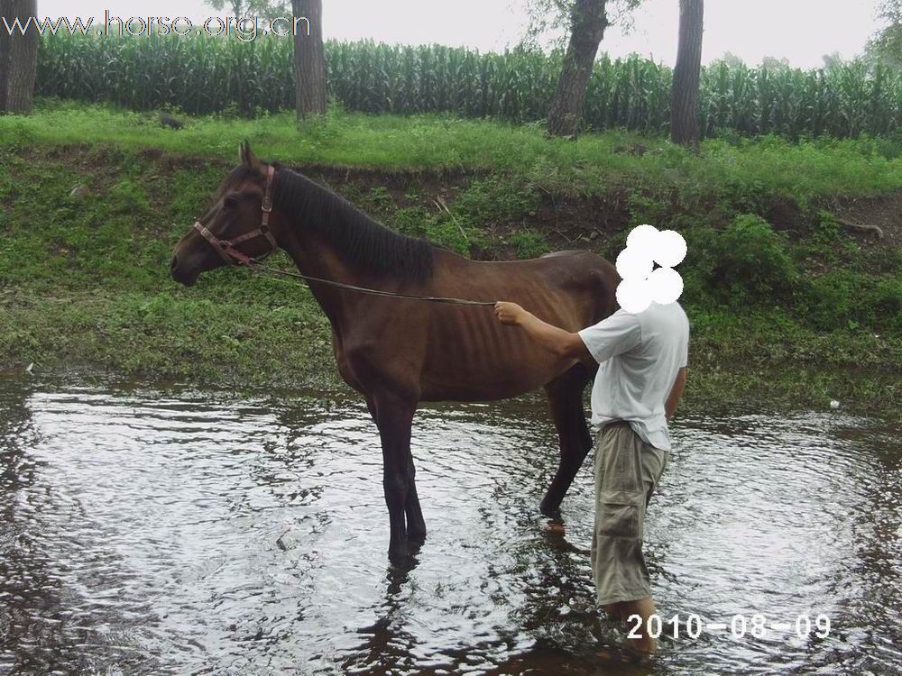 马中赤兔