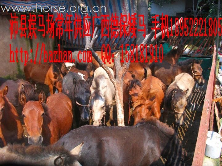 又一批德保矮马到货了！常年销售广西德保矮马