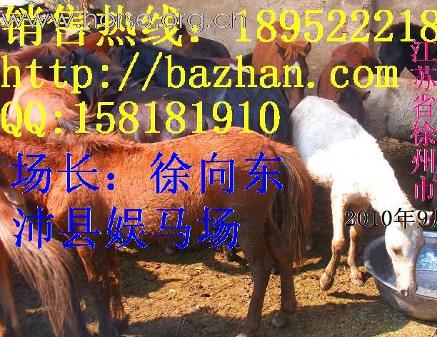 又一批德保矮马到货了！常年销售广西德保矮马