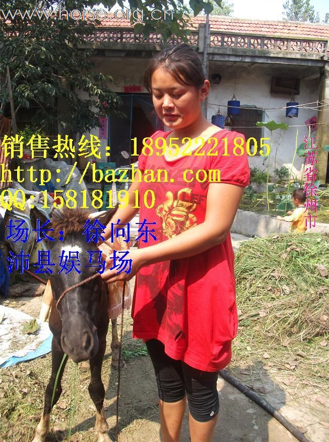 又一批德保矮马到货了！常年销售广西德保矮马