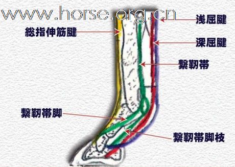 马腿疼痛，求神医高招，请指教，谢谢！