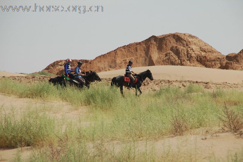 沙漠苍茫，逐草四方：银川耐力赛第三赛段