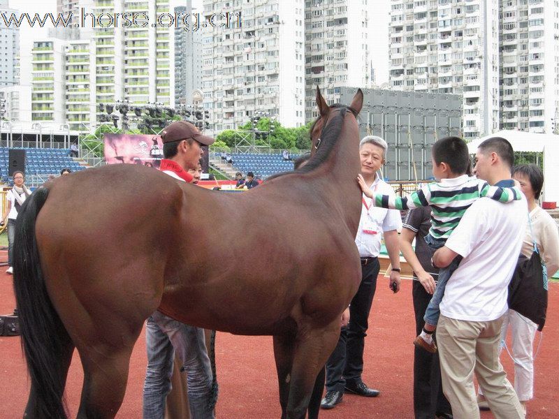 直击HORFA2010中国国际马博会