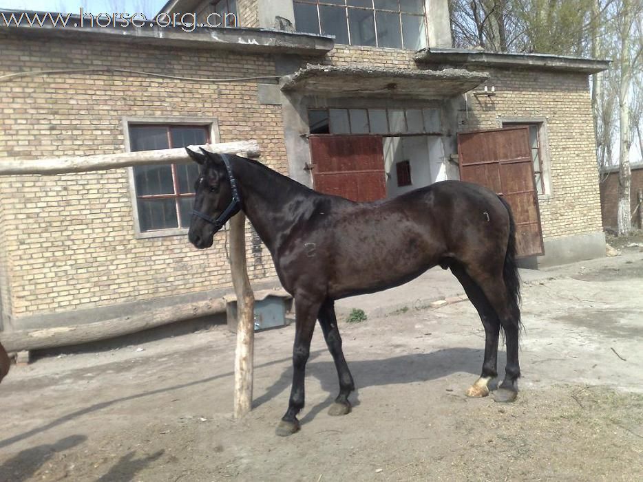 回复：（伊犁马场）[分享]我在新疆找汗血马!