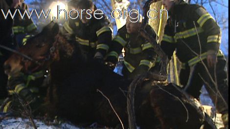 Dramatic horse rescue near West Montrose