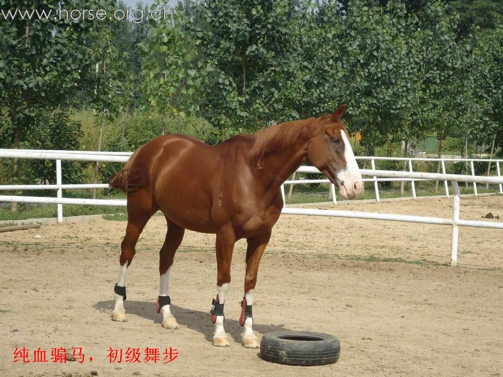 马匹出售
