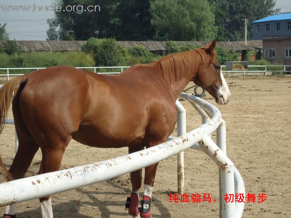 马匹出售