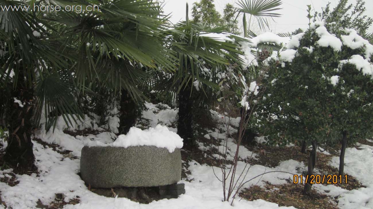 2011年马场第一场雪