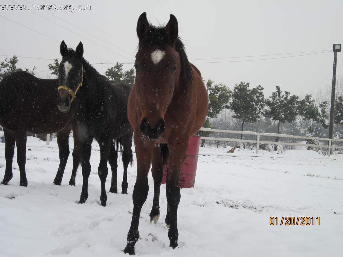 2011年马场第一场雪