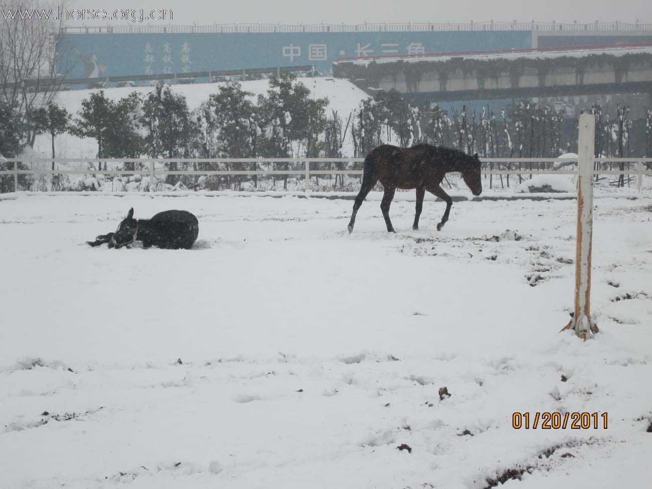 2011年马场第一场雪