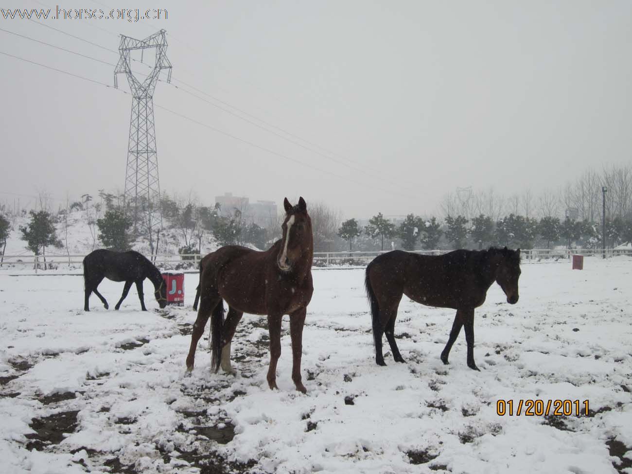 2011年马场第一场雪