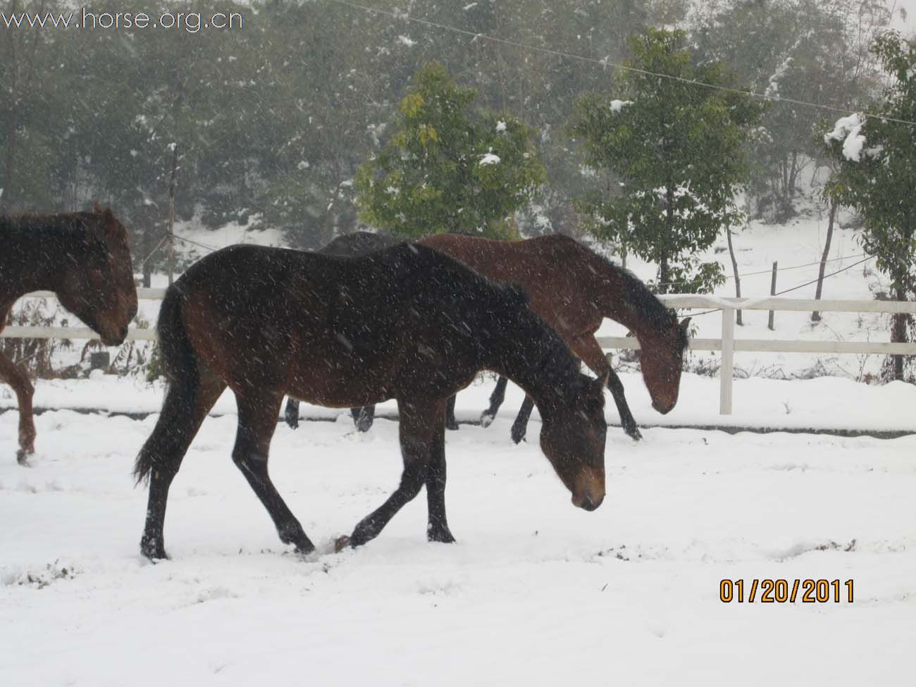 2011年马场第一场雪