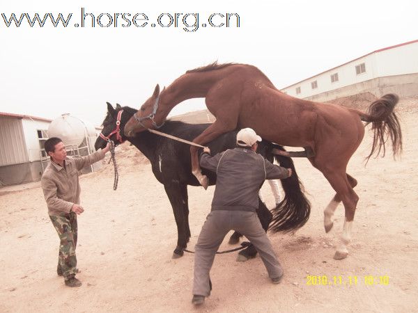 马场还在建设，先来溜溜马