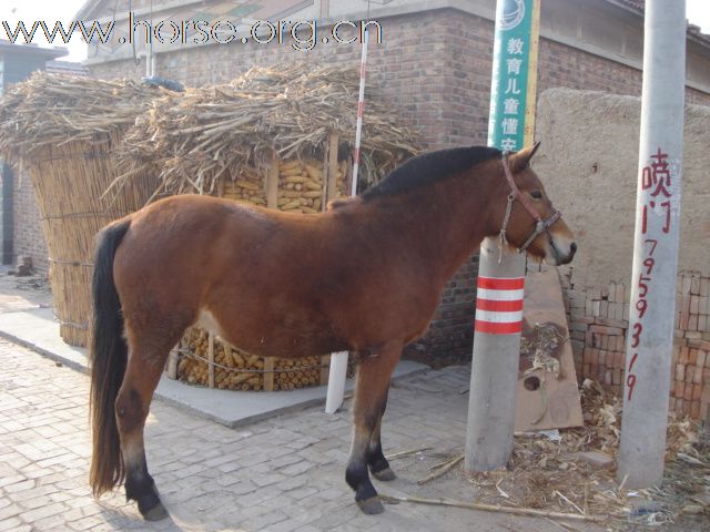 出售代孕母马