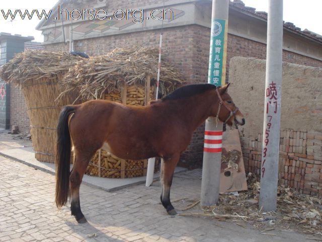 出售代孕母马
