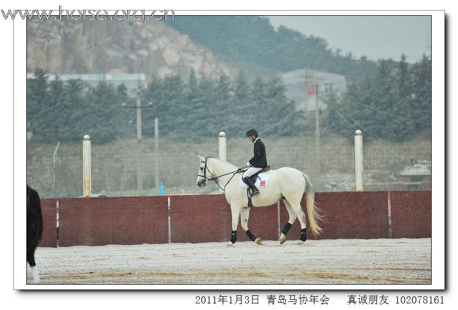 青岛市马术协会2011年年会精彩图片