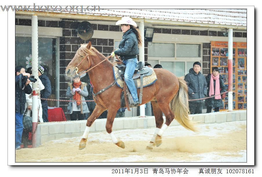 青岛市马术协会2011年年会精彩图片