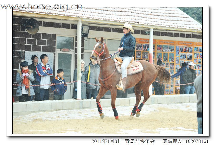 青岛市马术协会2011年年会精彩图片