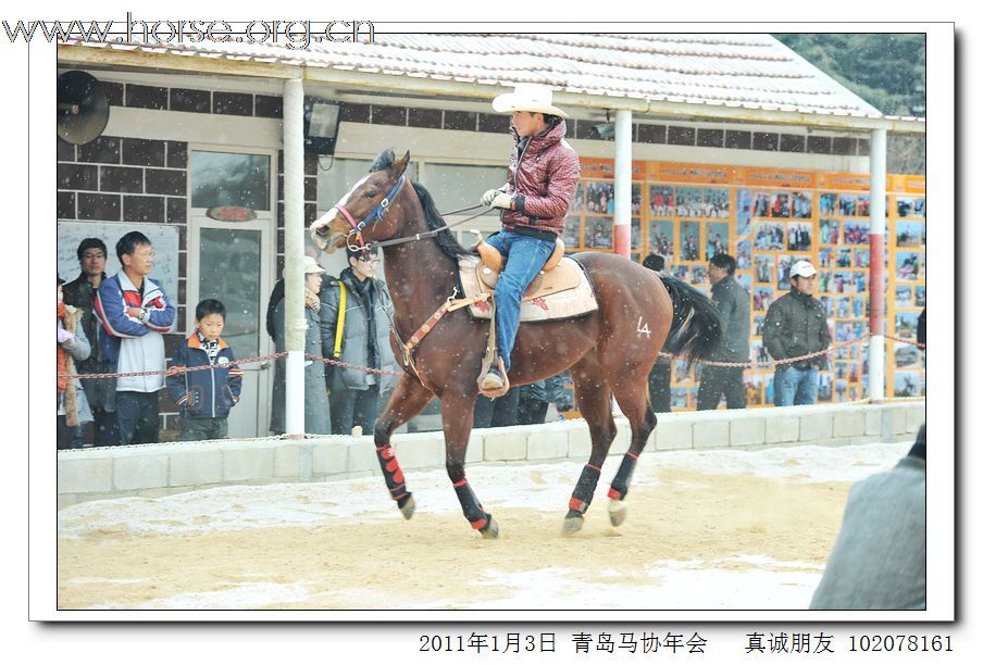 青岛市马术协会2011年年会精彩图片