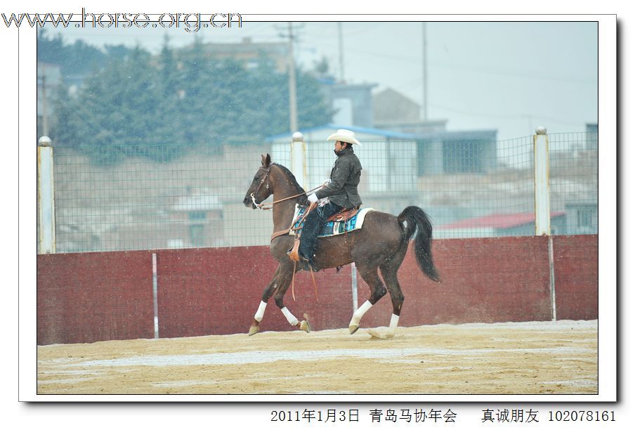 青岛市马术协会2011年年会精彩图片