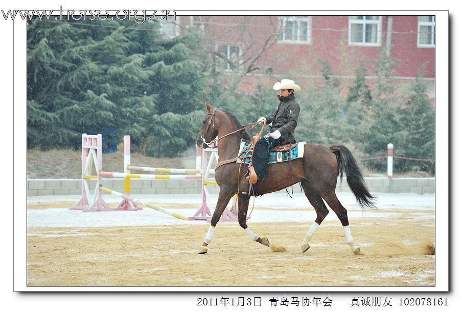 青岛市马术协会2011年年会精彩图片