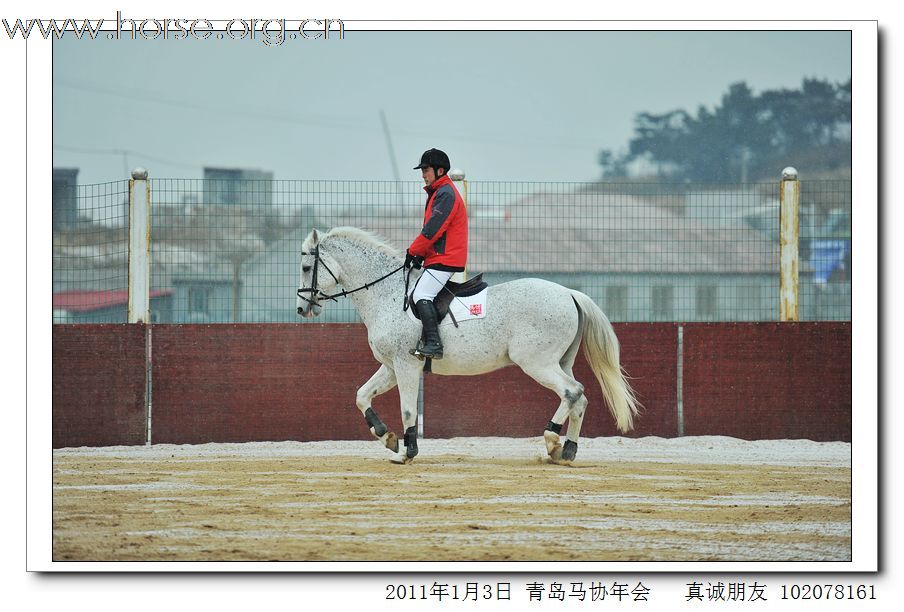 青岛市马术协会2011年年会精彩图片