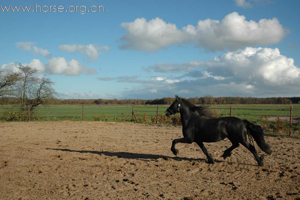 黑色身影 弗里斯兰马