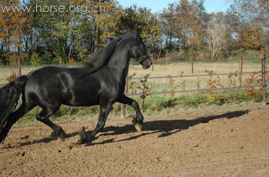黑色身影 弗里斯兰马