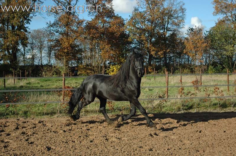 黑色身影 弗里斯兰马