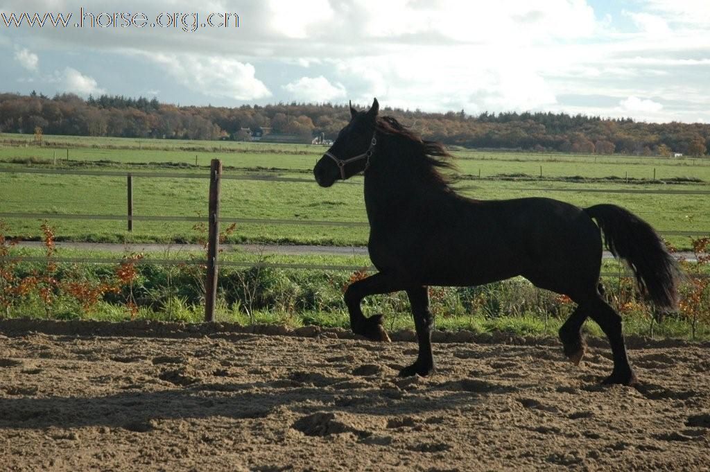 黑色身影 弗里斯兰马