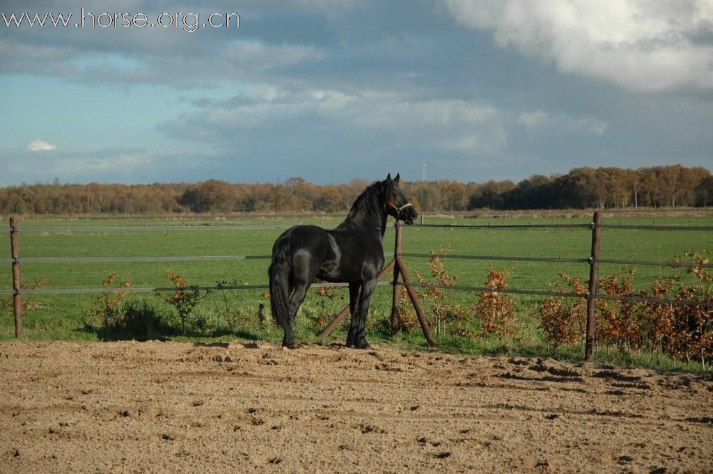 黑色身影 弗里斯兰马