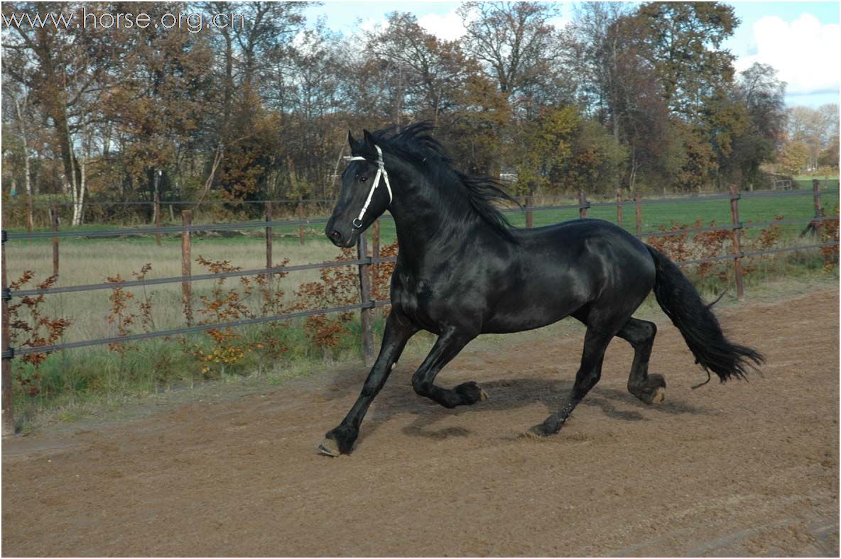 黑色身影 弗里斯兰马