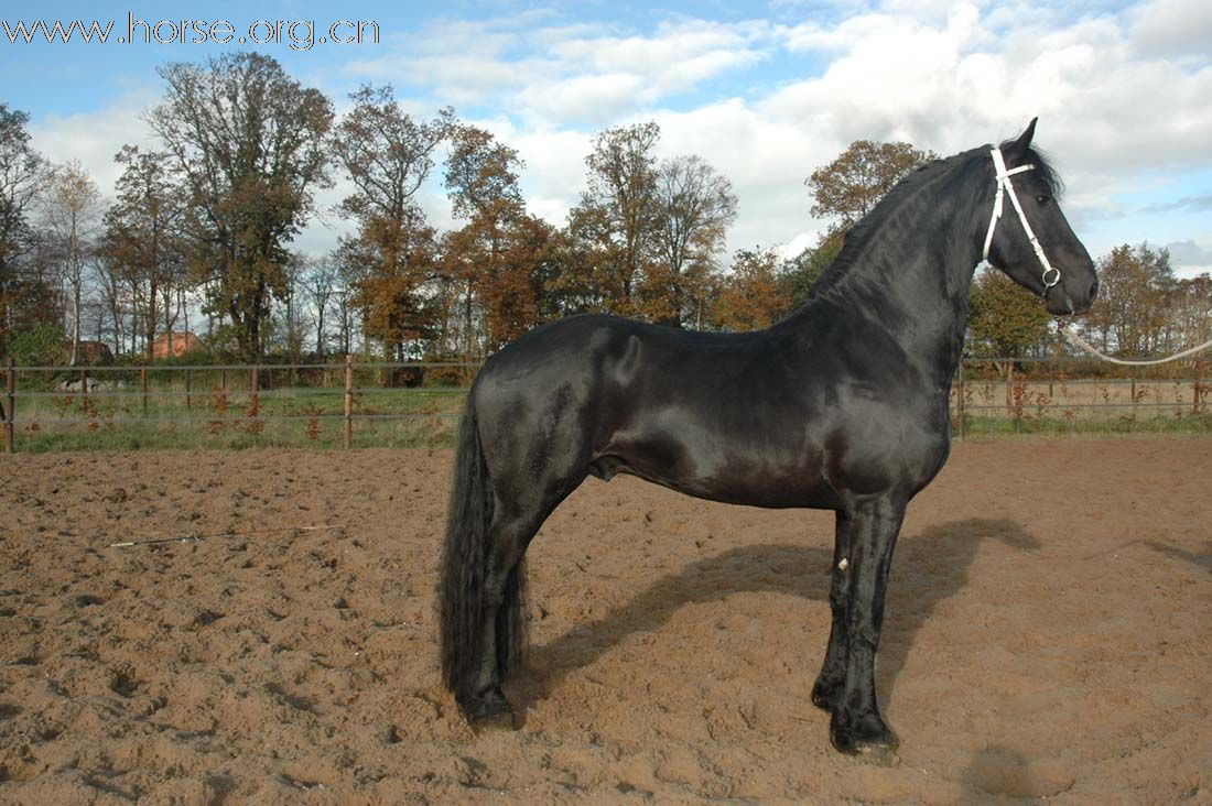 黑色身影 弗里斯兰马