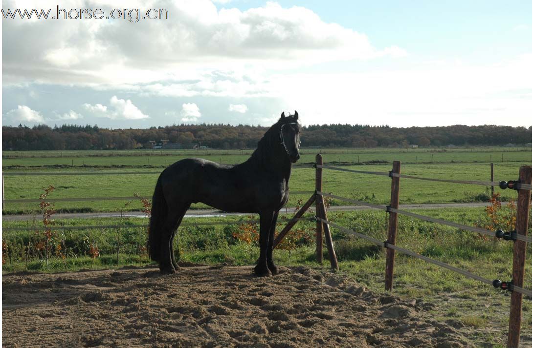 黑色身影 弗里斯兰马